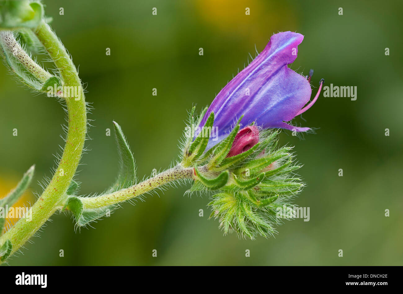 Flor Única cabeza de Blueweed (Echium vulgare) Foto de stock