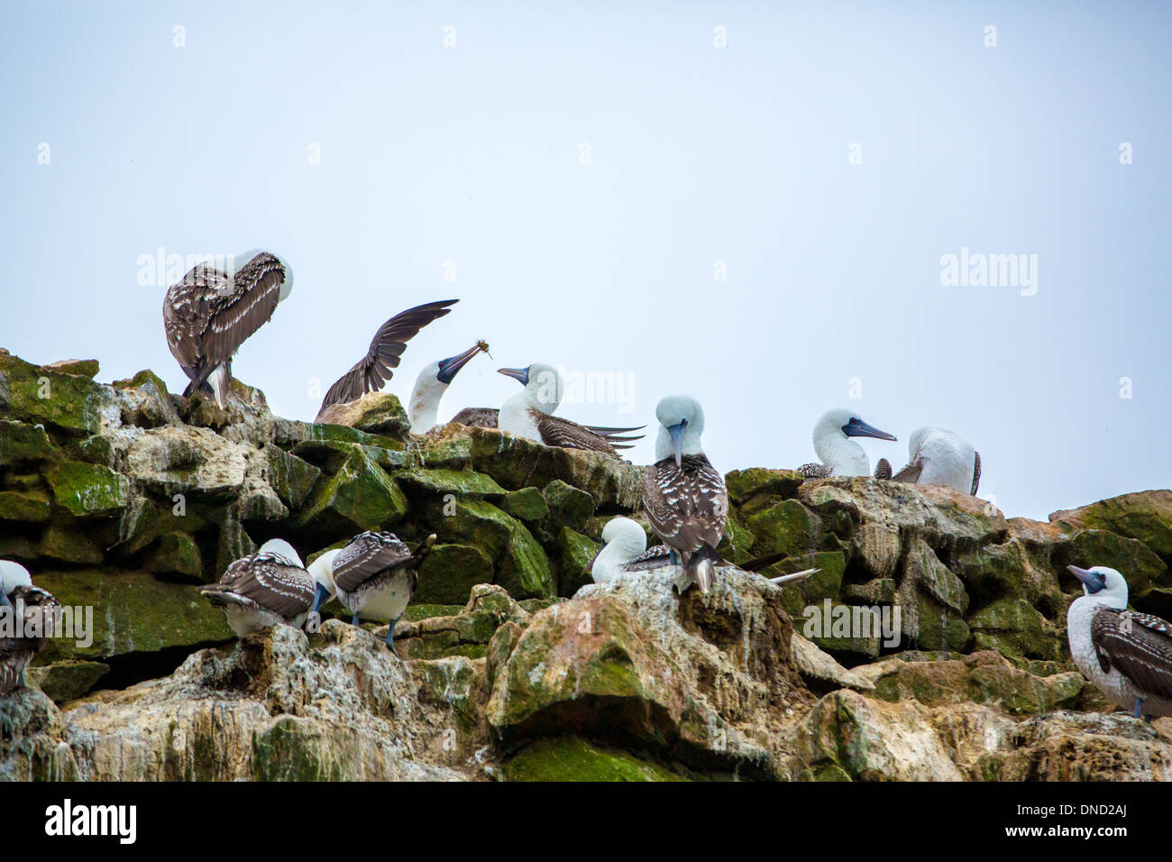 Los pingüinos de la costa de América del Sur en la Reserva Nacional de Paracas, Perú, Islas