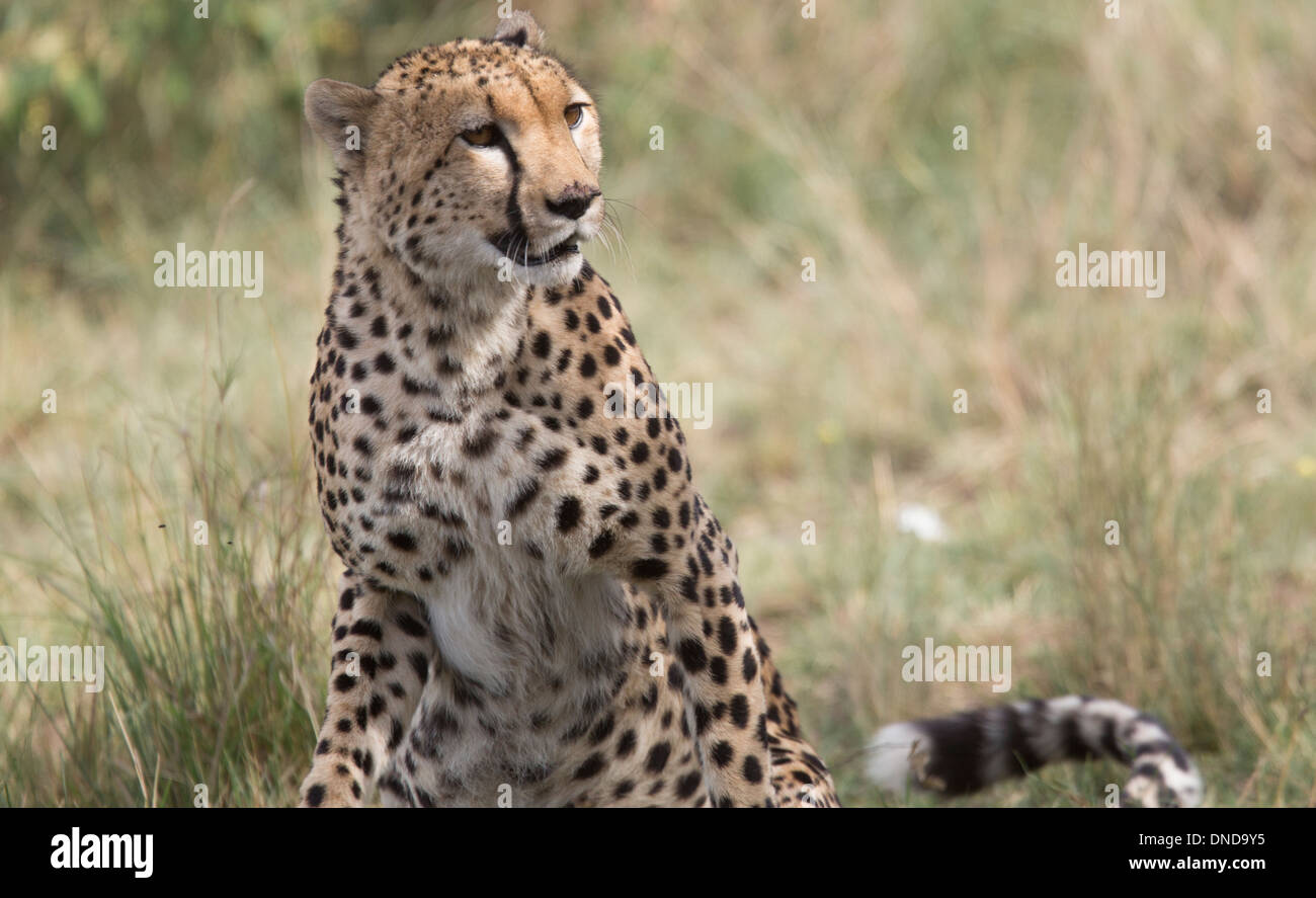 Macho adulto cheetah relajante después de lo que parecía una buena comida en el sol en la reserva Masai Mara en Kenya, Africa. Foto de stock