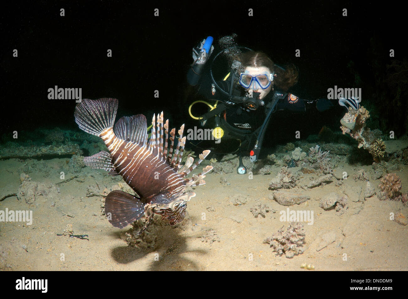 Diver mirando pez león rojo (Pterois volitans) en inmersiones nocturnas. Mar Rojo, Egipto, África Foto de stock