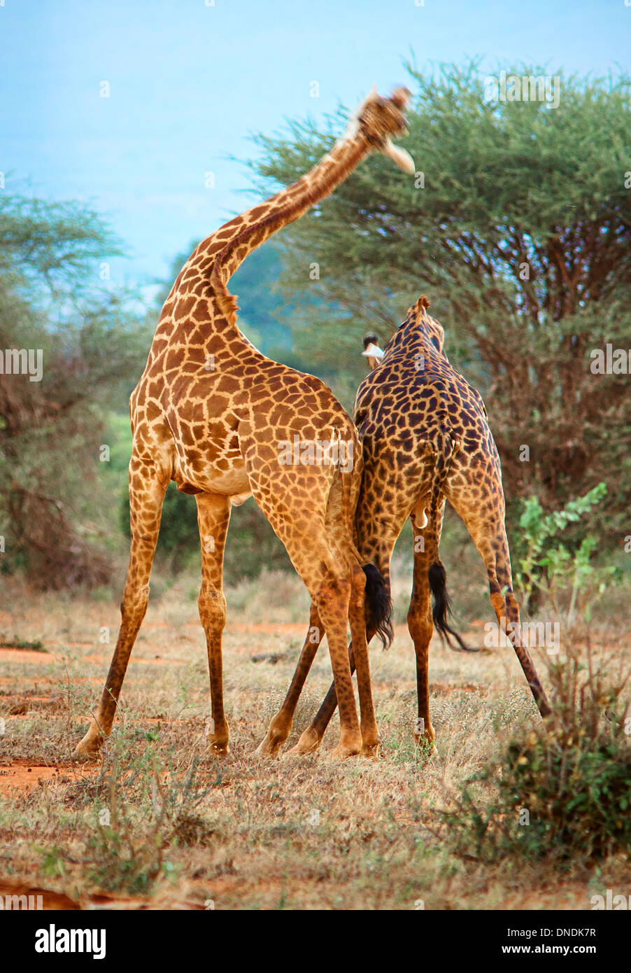Jirafas Masai necking macho - usando sus cuellos y cabezas como armas para establecer dominancia - Tsavo Kenya Foto de stock