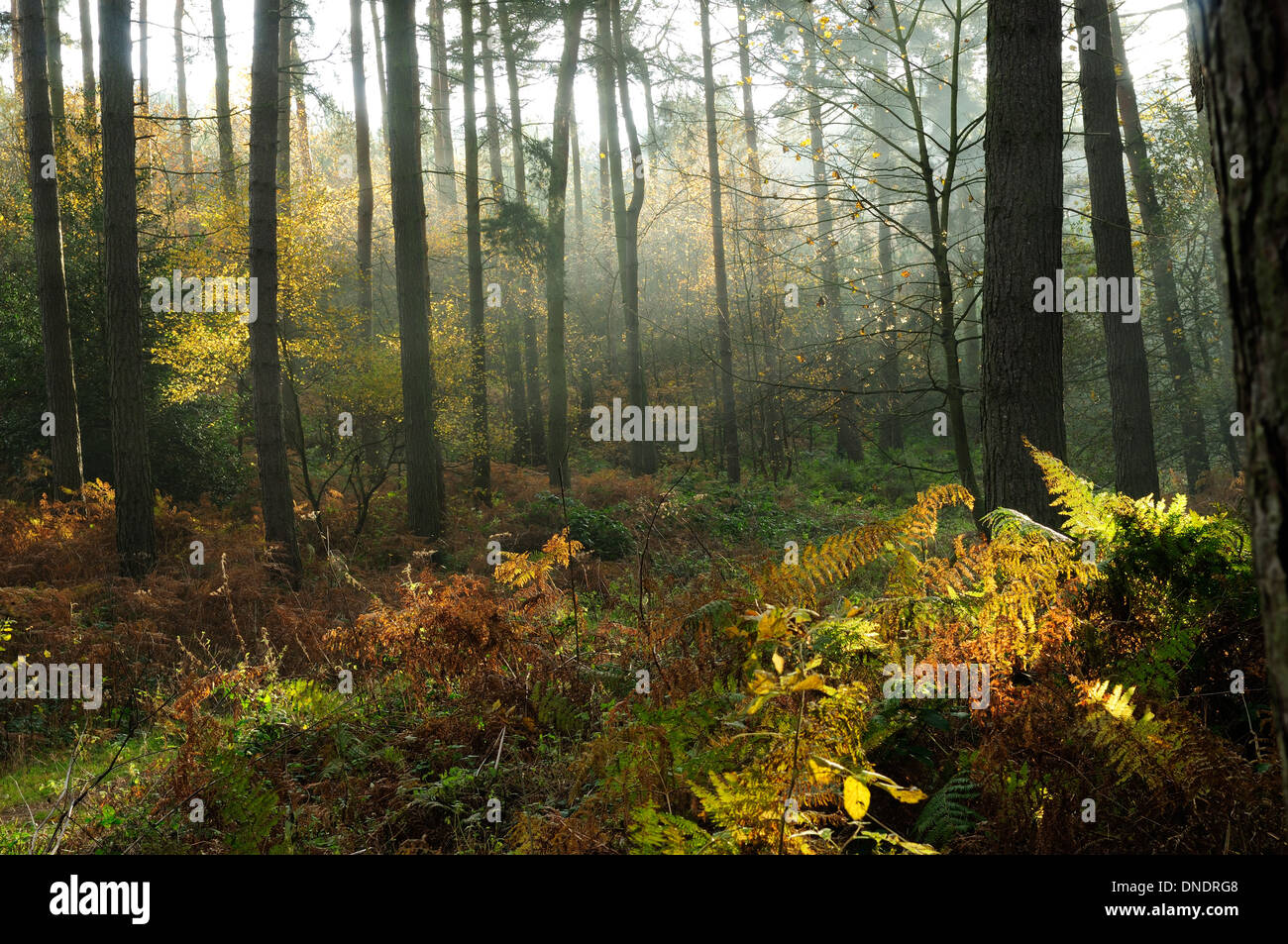 Sherwood pinos,Nottinghamshire, Inglaterra, Reino Unido. Foto de stock