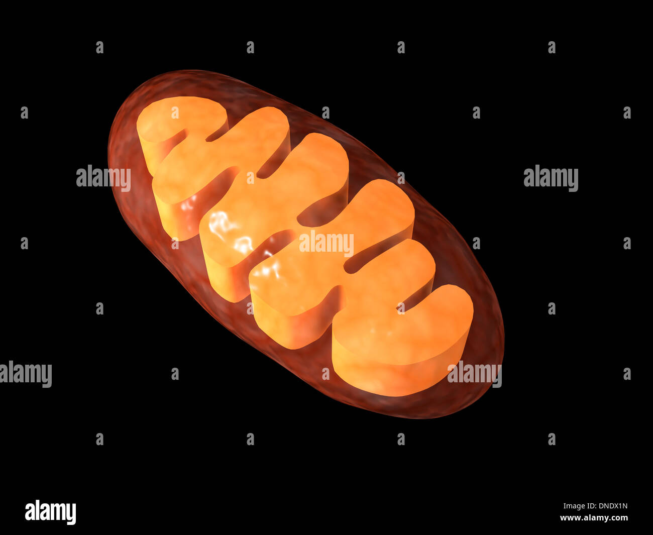 Imagen conceptual de las mitocondrias. Foto de stock