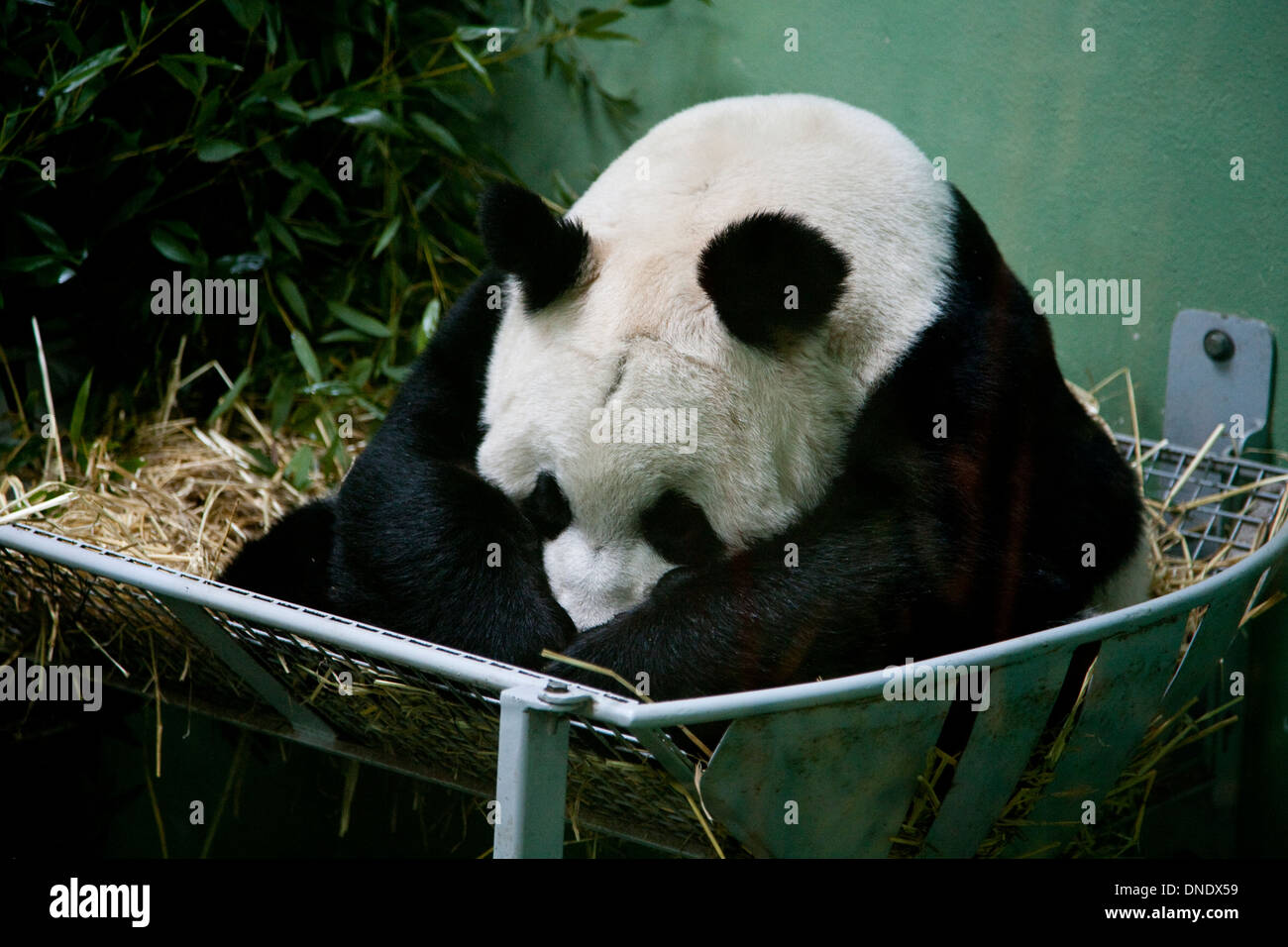 Panda gigante femenino, Tian Tian, que significa 'Sweetie' dormido en