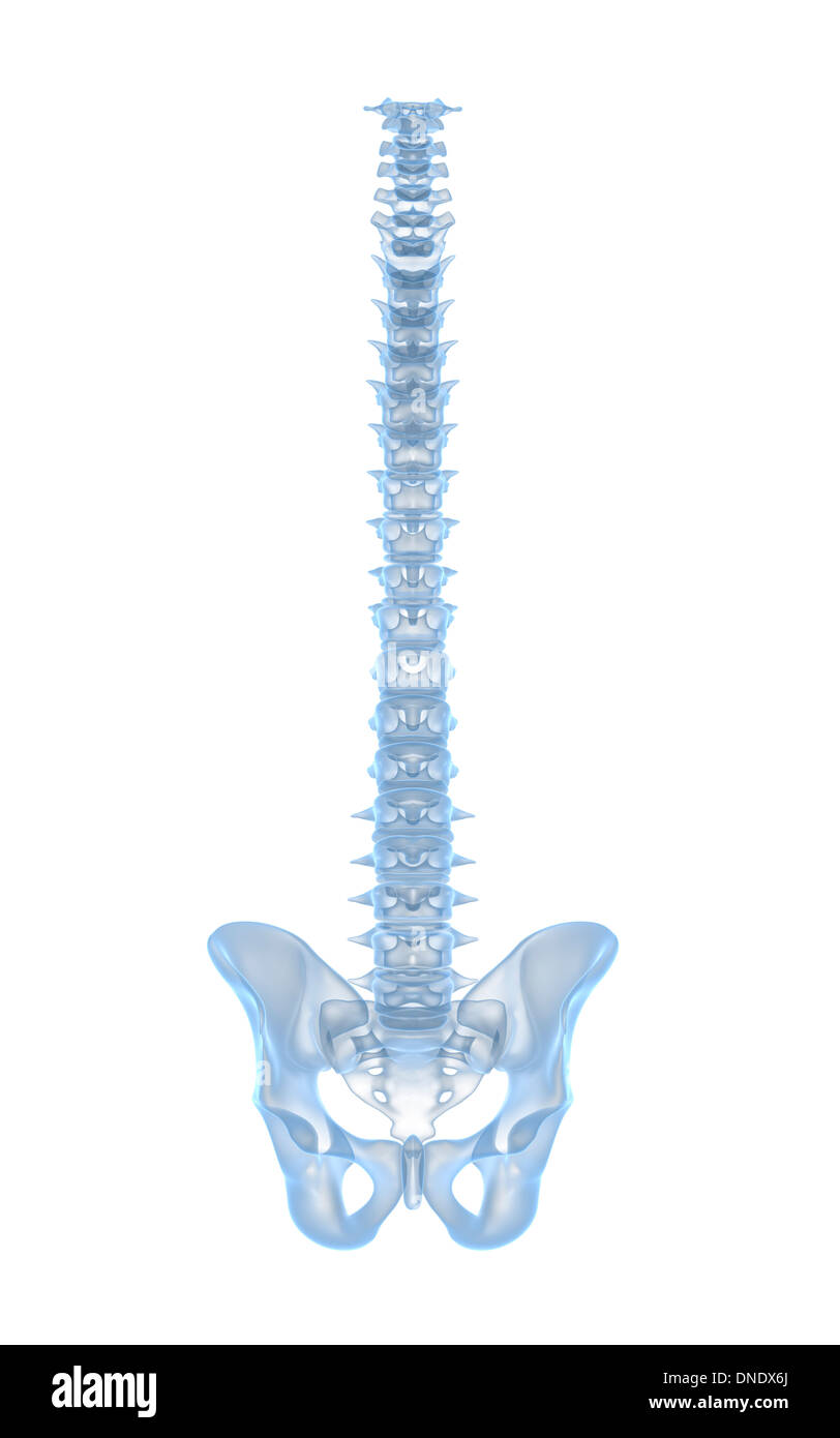 Imagen conceptual de la columna vertebral humana. Foto de stock