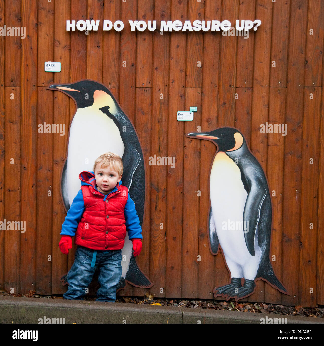 Un pequeño niño aproximadamente 18 meses de edad junto a algunas imágenes de tamaño real de pingüinos en el Zoo de Edimburgo, Escocia, Reino Unido Foto de stock