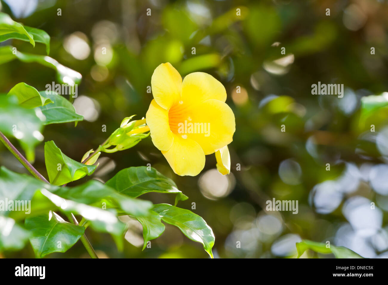 Allamanda florece bajo el sol de los trópicos de Belice Foto de stock