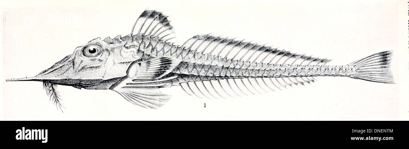 Peristedion fotografías e imágenes de alta resolución Alamy