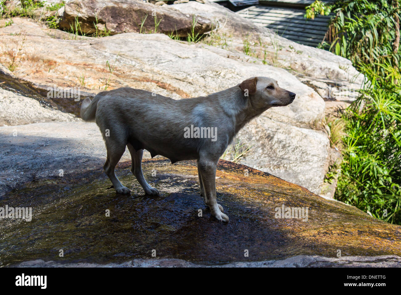 se permiten perros en el rancho rock ledge