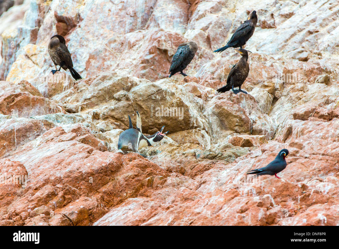 Los pingüinos de la costa de América del Sur en la Reserva Nacional de Paracas, Perú, Islas