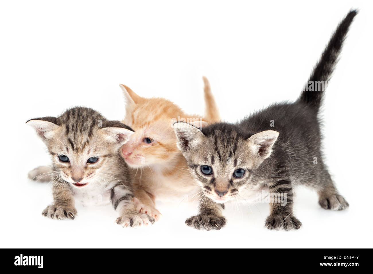 Lindos gatitos juntos sobre fondo blanco. Foto de stock