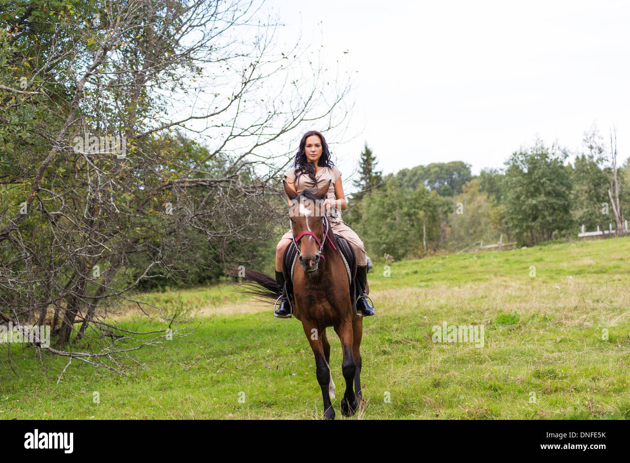 Joven elegante en caballo Foto de stock