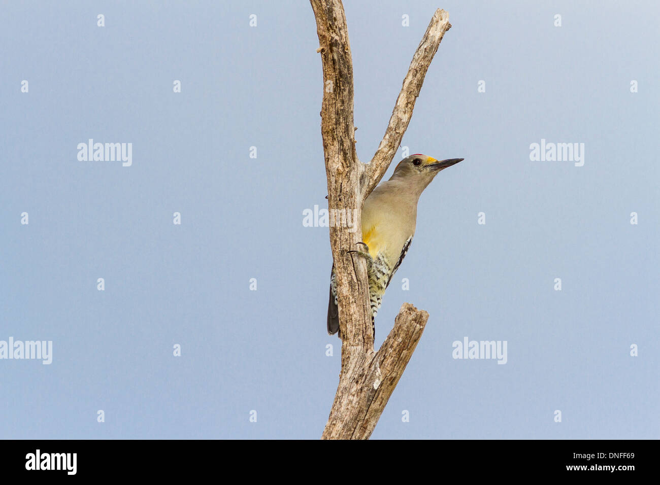 Woodpecker de frente dorado, Melanerpes aurifrons, encaramado en un árbol en un rancho cerca de Laredo, Texas. Foto de stock