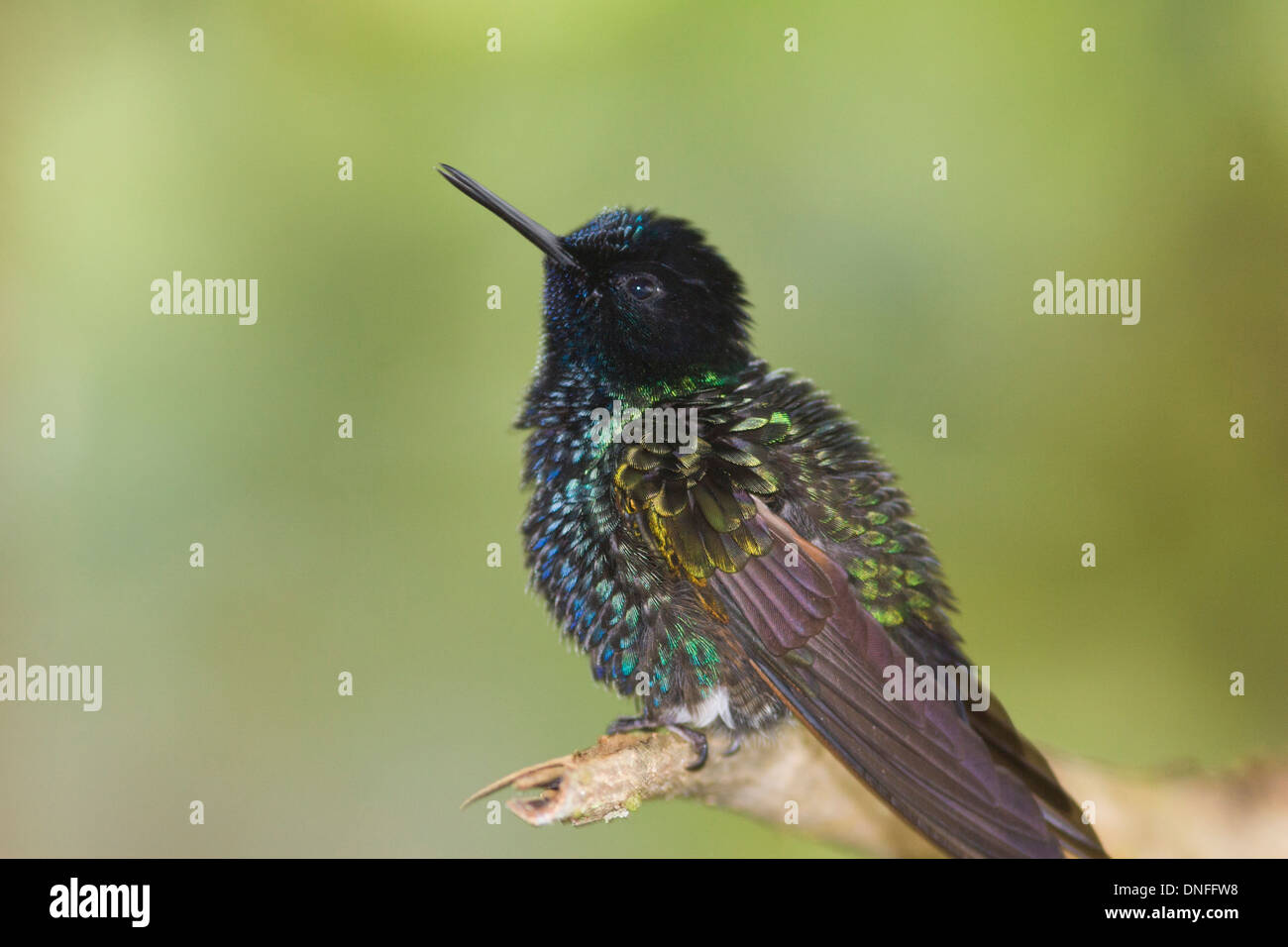De terciopelo morado, hummingbird Boissonneaua jardini Coronet, en Ecuador Foto de stock