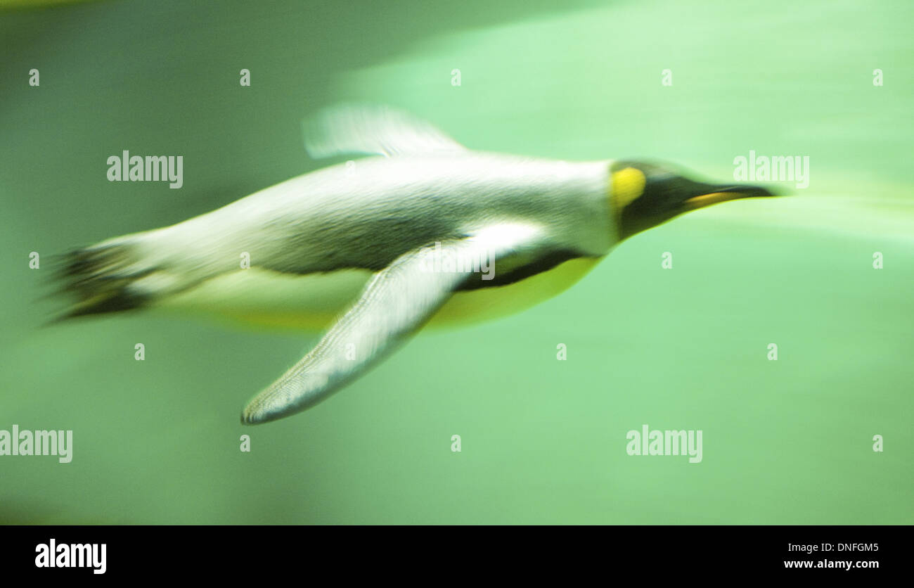 Kaiserpinguin beim Tauchen, Zoológico, Pinguin, Unterwasser Foto de stock
