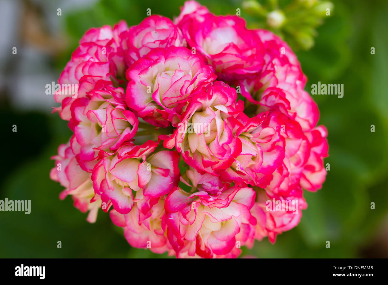 Pelargonium 'Apple Blossom' Foto de stock