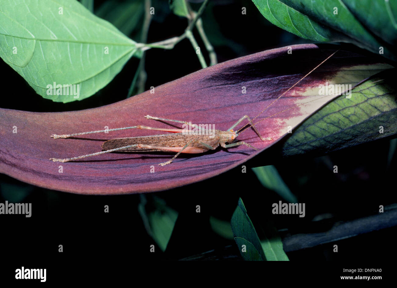 Seis Patas de insectos tropicales con largas antenas y alas plegadas descansa sobre una hoja púrpura en la zona de selva amazónica de Ecuador en América del Sur. Foto de stock