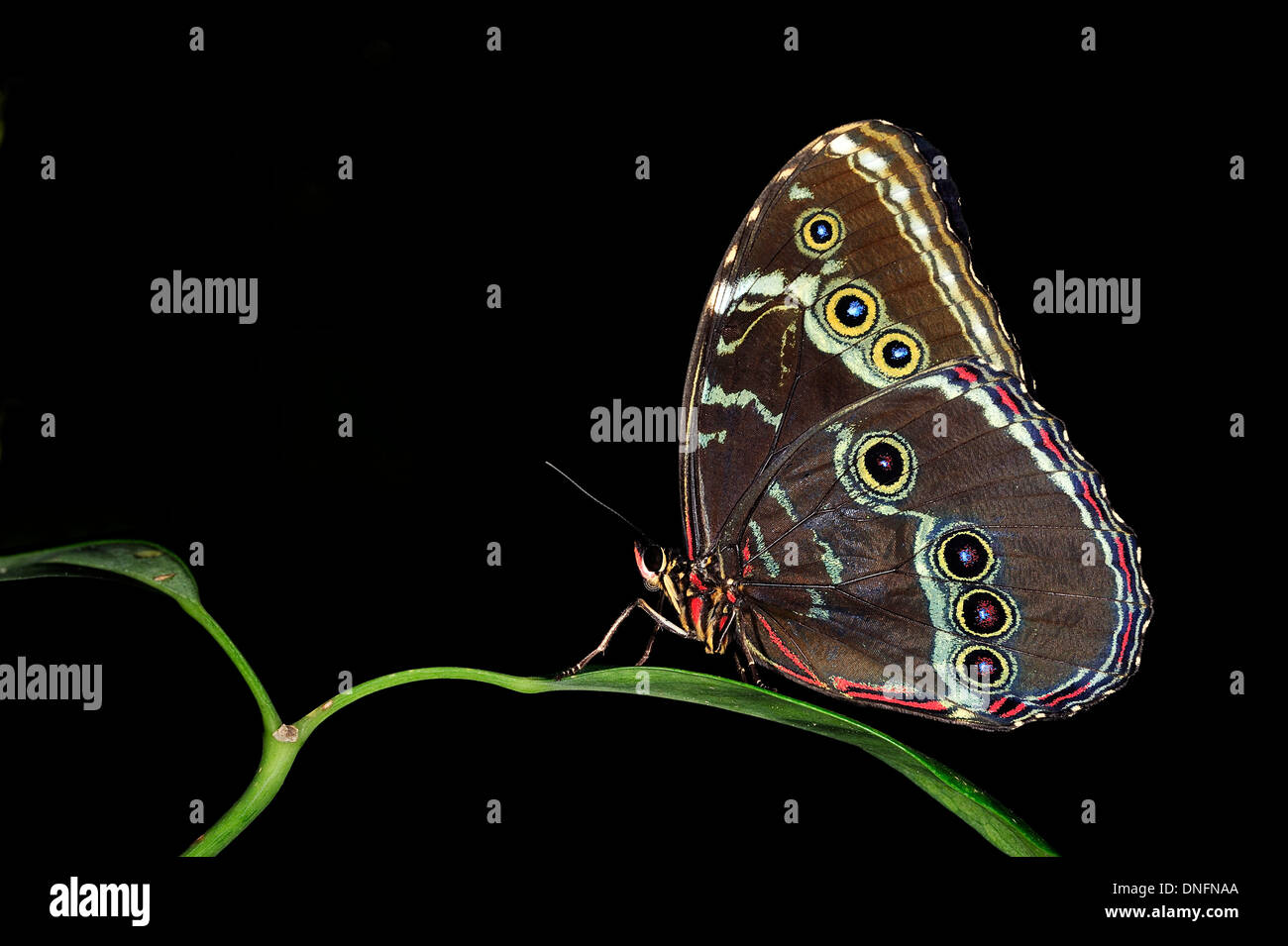 Las mariposas Morfo Azul (Morpho peleides), Nymphalidae, América Central y del Sur. Foto de stock