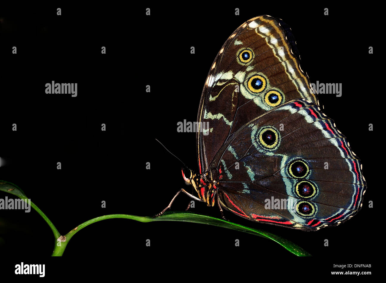 Las mariposas Morfo Azul (Morpho peleides), Nymphalidae, América Central y del Sur. Foto de stock