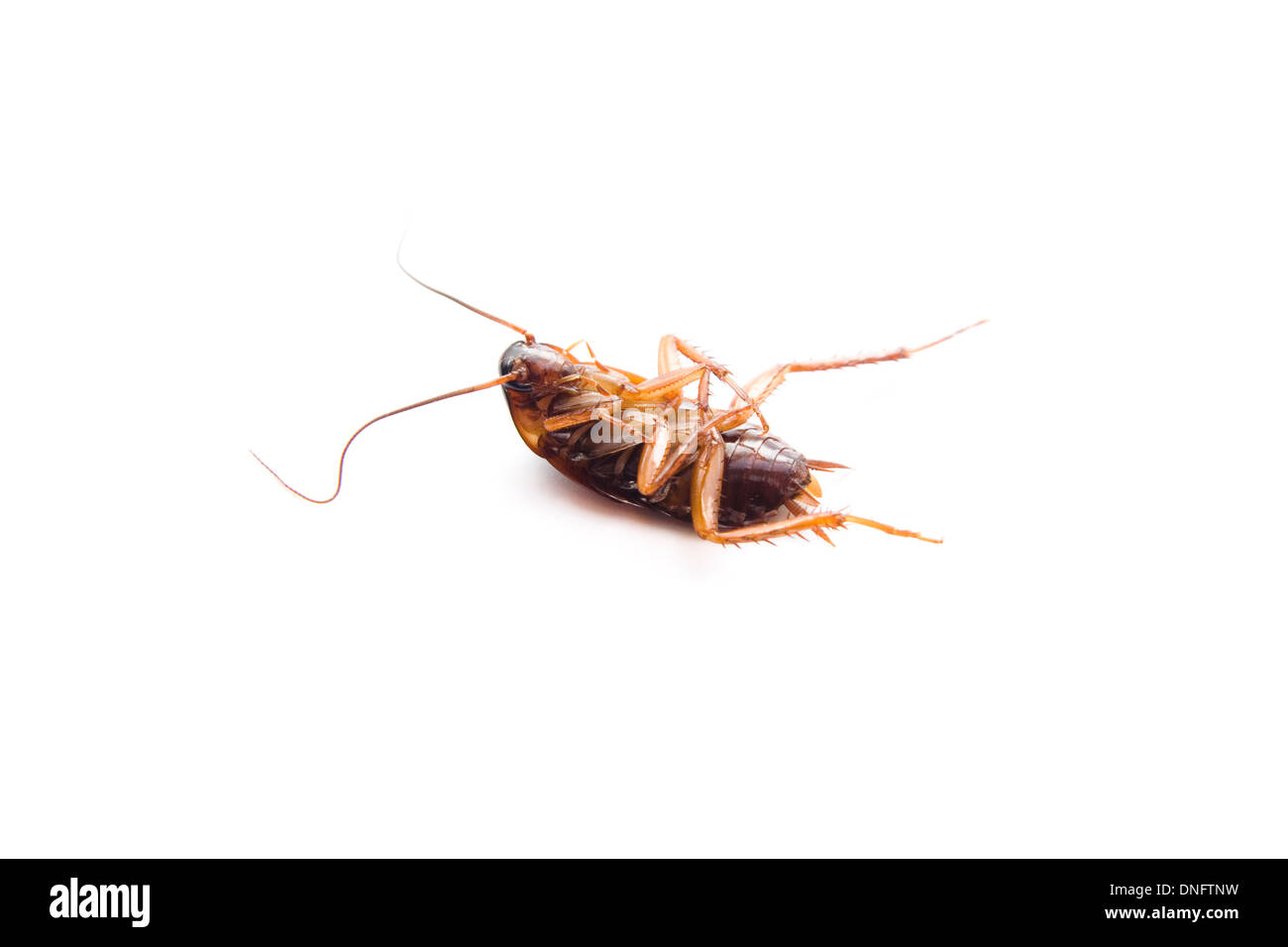 Peligroso Cucaracha marrón sobre fondo blanco. Foto de stock
