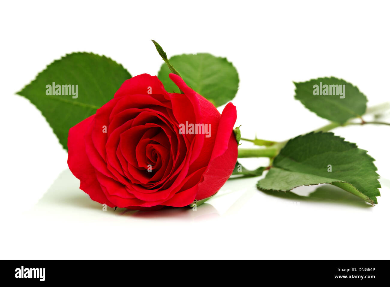 Rosa roja sobre blanco Foto de stock