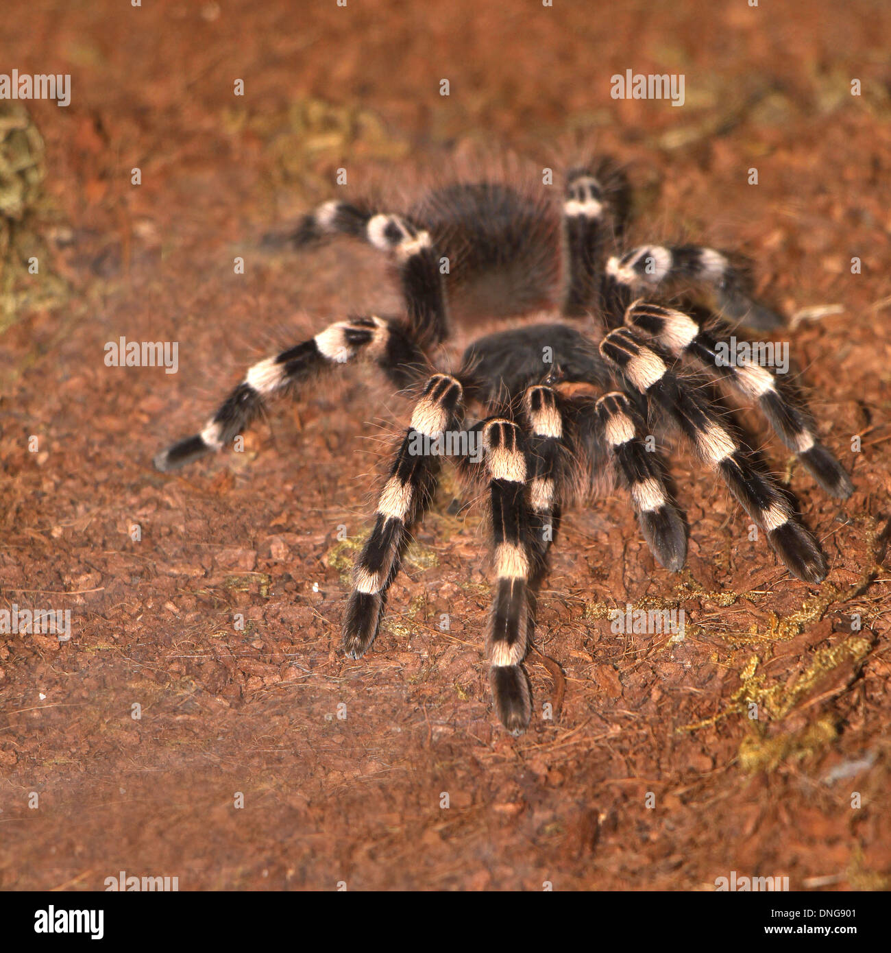 Tarantula Acanthoscurria geniculata en un terrario Foto de stock