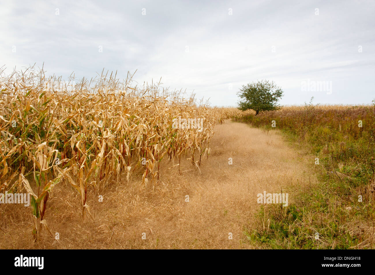 Campo de maíz en el otoño con el cielo nublado y Lone Tree Foto de stock