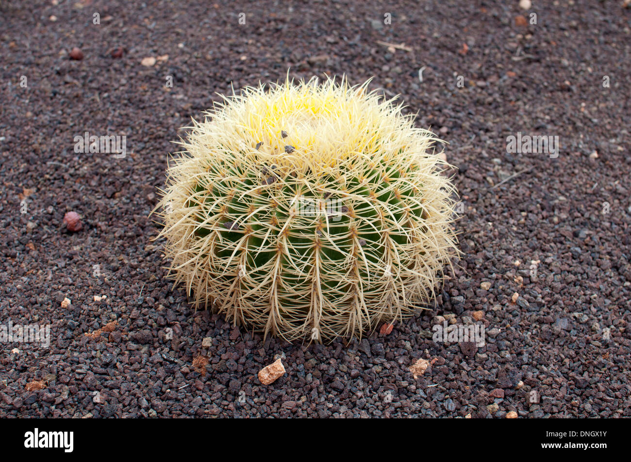 Jardín de Cactus, Caleta de Fuste, Fuerteventura, Islas Canarias, España. Foto de stock