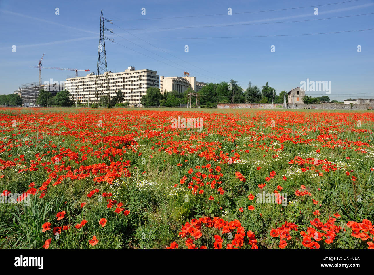 Flor de Amapola en un campo con un cielo azul. Amapolas rojas símbolo de recuerdo. Símbolo de una nueva temporada de verano. Foto de stock