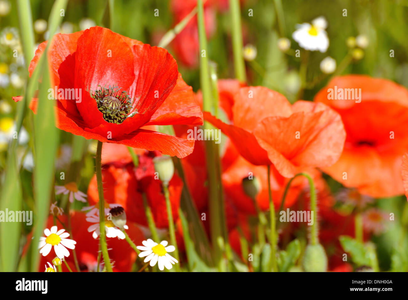 Flor de Amapola en un campo. Amapolas rojas símbolo de recuerdo. Símbolo de una nueva temporada de verano. Foto de stock