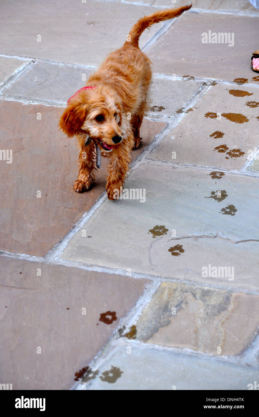 Lindo perrito deja huellas en el suelo Foto de stock