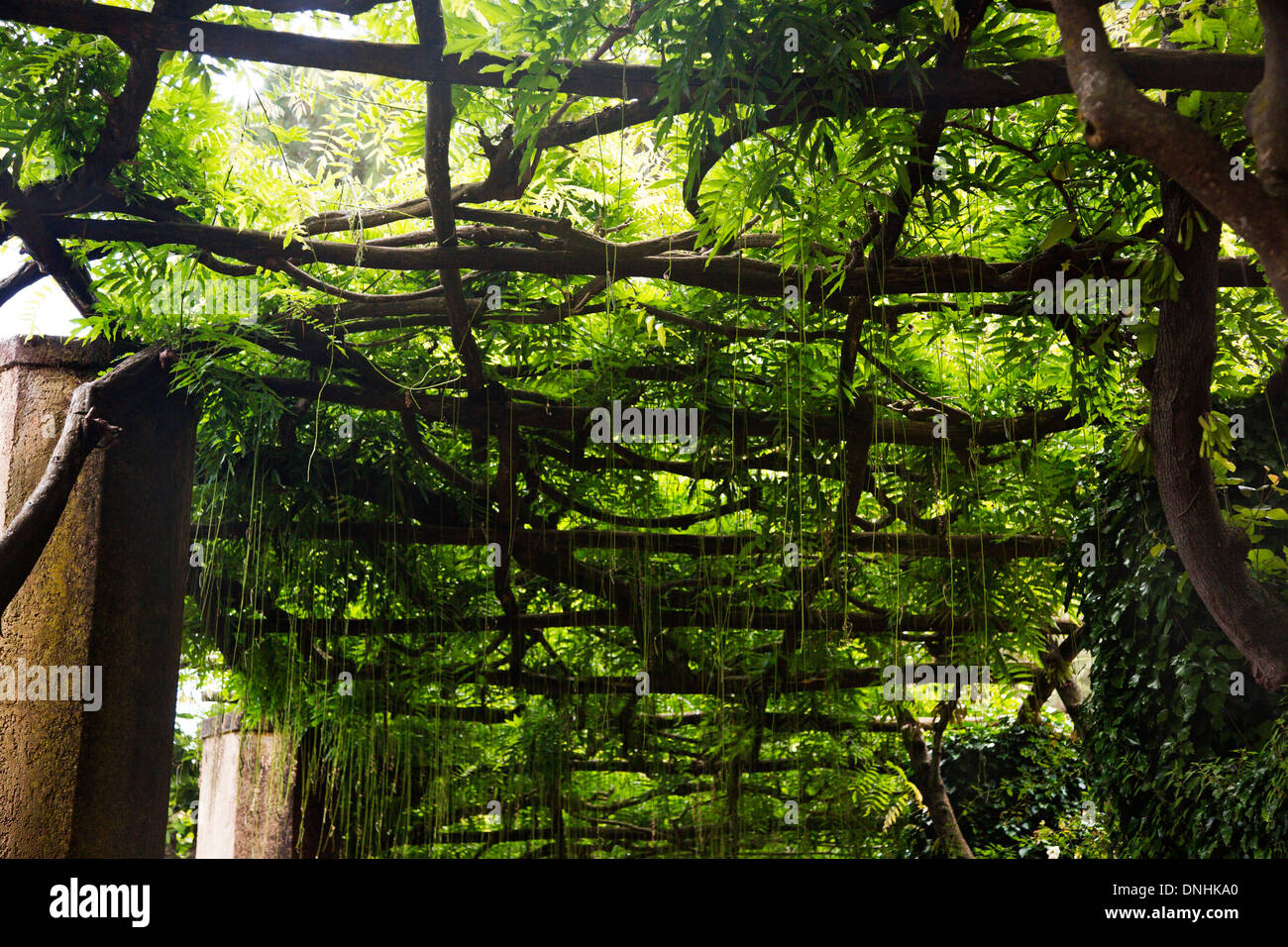 Árboles, Villa Cimbrone, Ravello, provincia de Salerno, Región de Campania, Italia Foto de stock