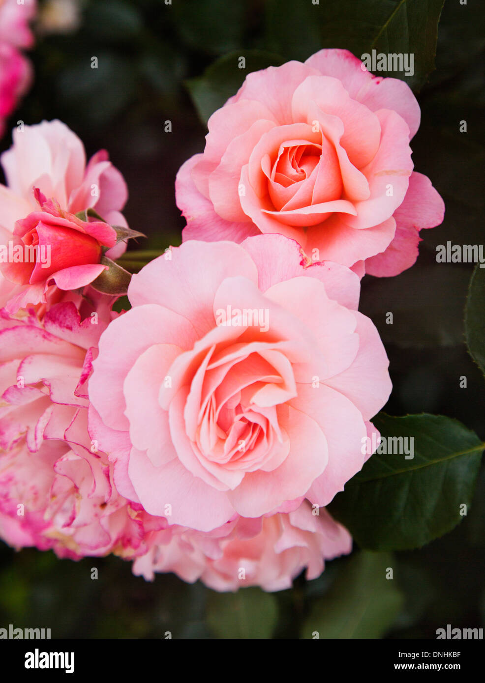 Close-up de rosas flores, Villa Cimbrone, Ravello, provincia de Salerno, Región de Campania, Italia Foto de stock