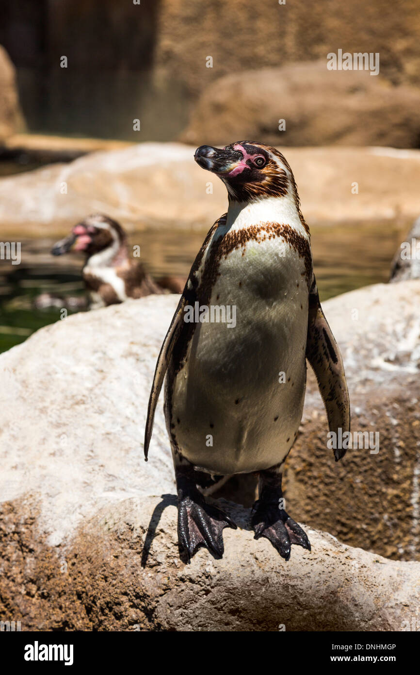 Pingüinos de Humboldt (Spheniscus Humboldt) en un zoo, el Zoo de Barcelona, Barcelona, Cataluña, España Foto de stock