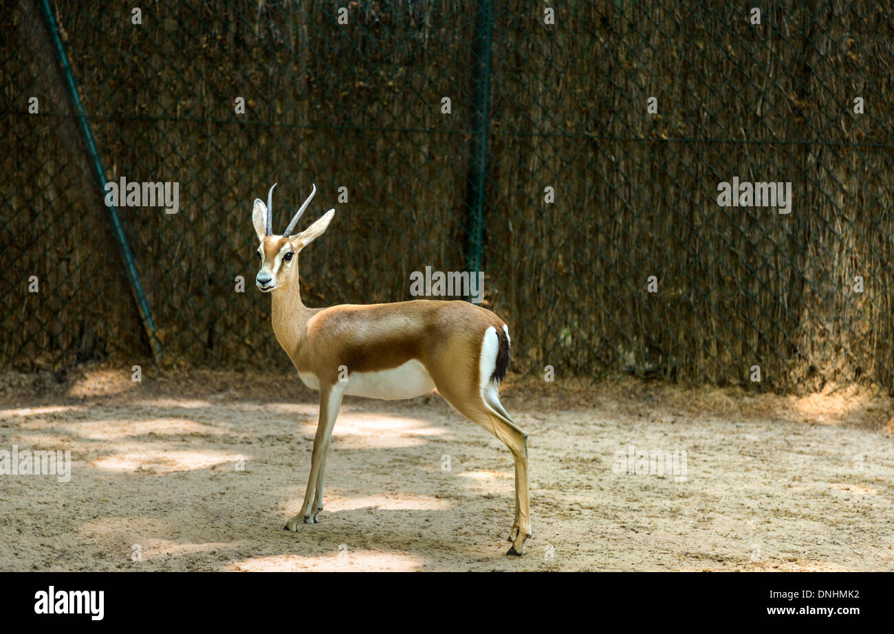 Gacela en un zoo, el Zoo de Barcelona, Barcelona, Cataluña, España Foto de stock