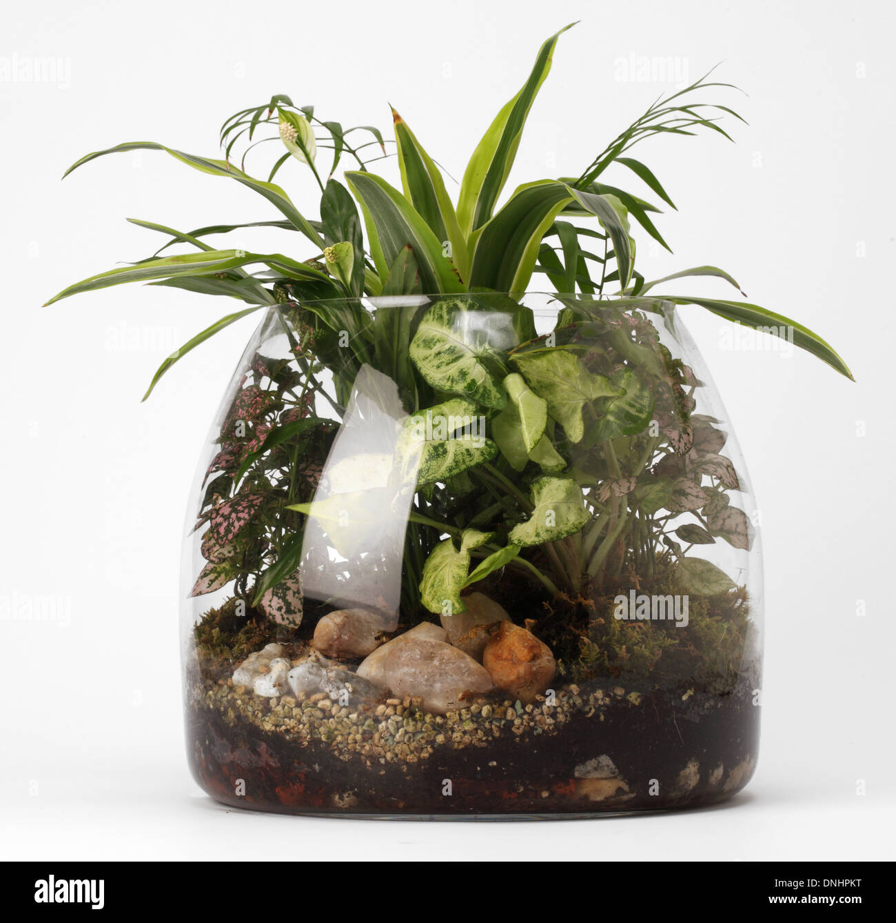 Un pequeño terrario de vidrio con una mezcla de plantas sobre un fondo blanco. Foto de stock
