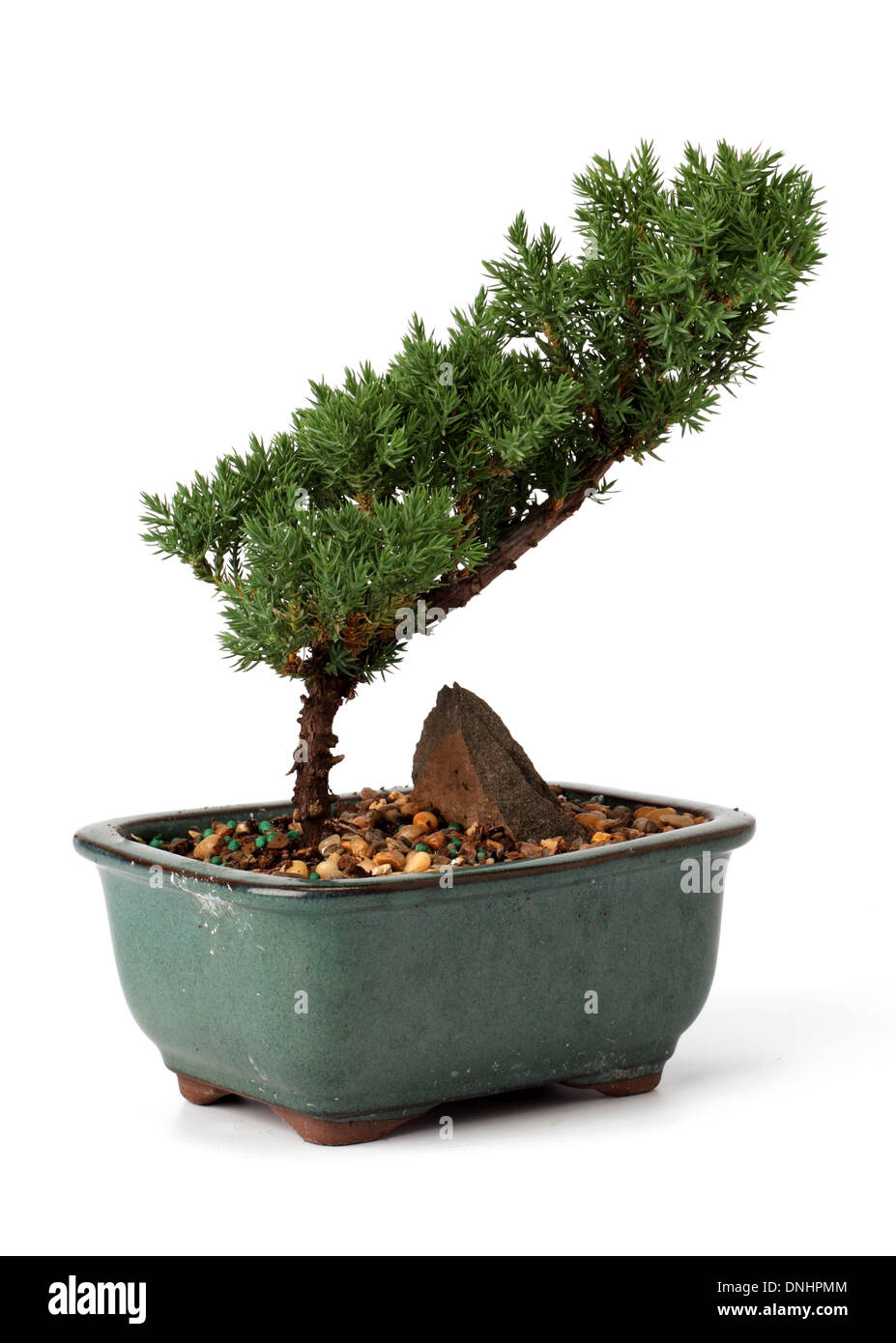 Una pequeña planta de bonsai en un recipiente sobre un fondo blanco. Foto de stock