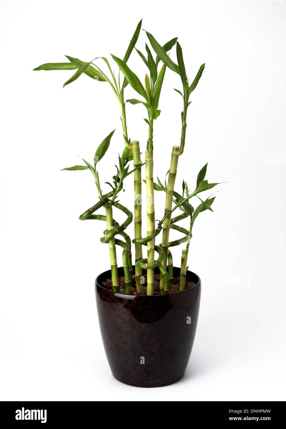 Una planta de bambú en un recipiente sobre un fondo blanco. Foto de stock