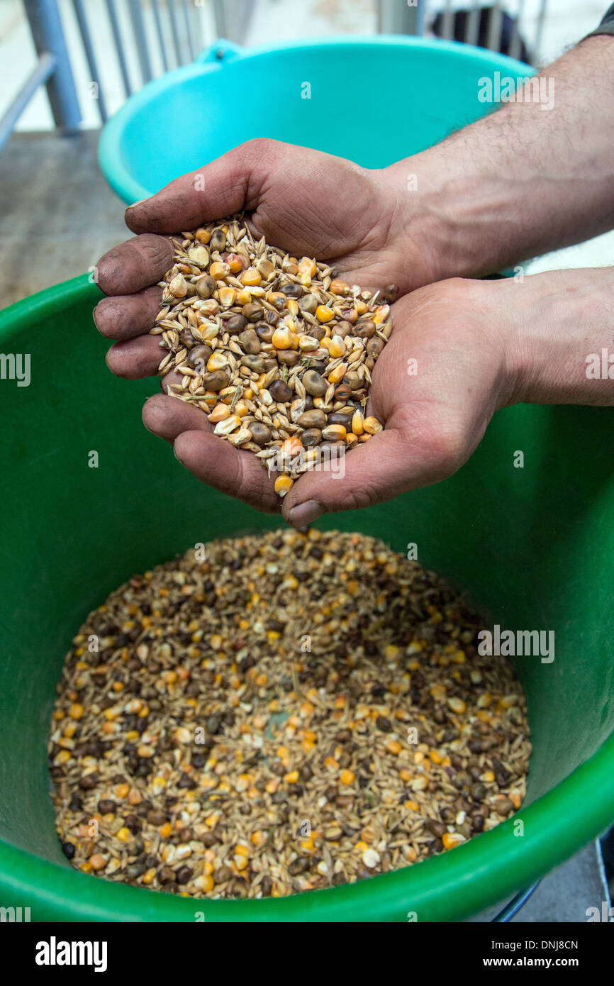Los alimentos a base de cereales para la alimentación de las cabras, granja de  cabras, LA FERME DE LA HUTTE, LONGNY-AU-PERCHE, Orne (61), Francia  Fotografía de stock - Alamy
