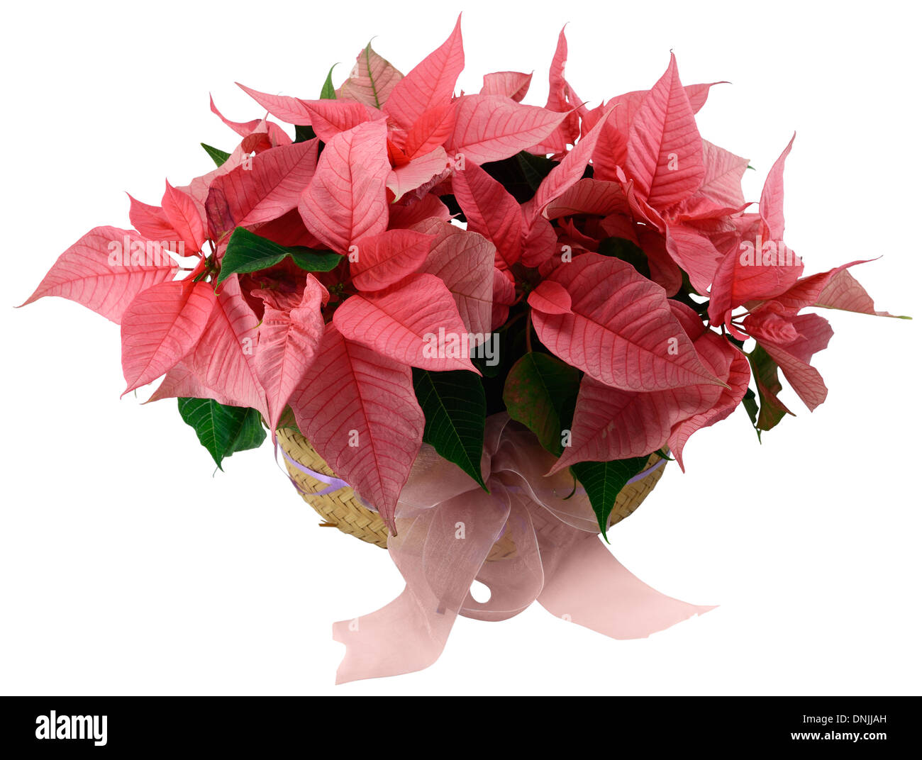 Poinsettia arreglo floral en una cesta de mimbre aislado en blanco. Foto de stock