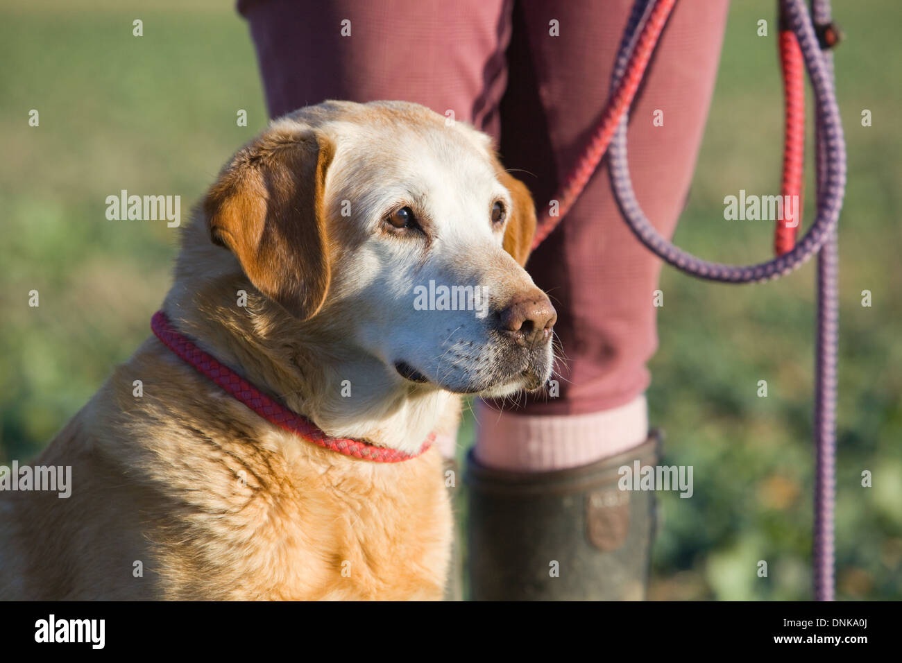 Un labrador dorado con su propietario en un faisán disparar en Inglaterra Foto de stock