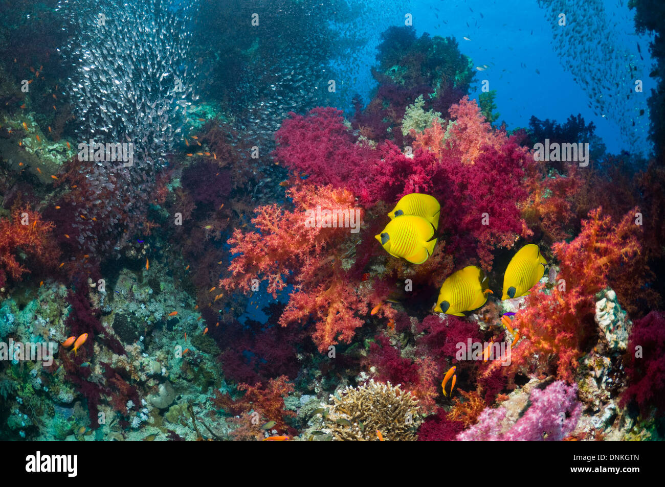 Paisaje de arrecifes de coral con Golden butterflyfish Foto de stock