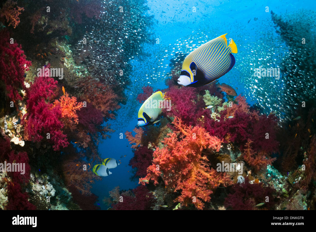 Paisaje de arrecifes de coral con peces ángel Emperador Foto de stock
