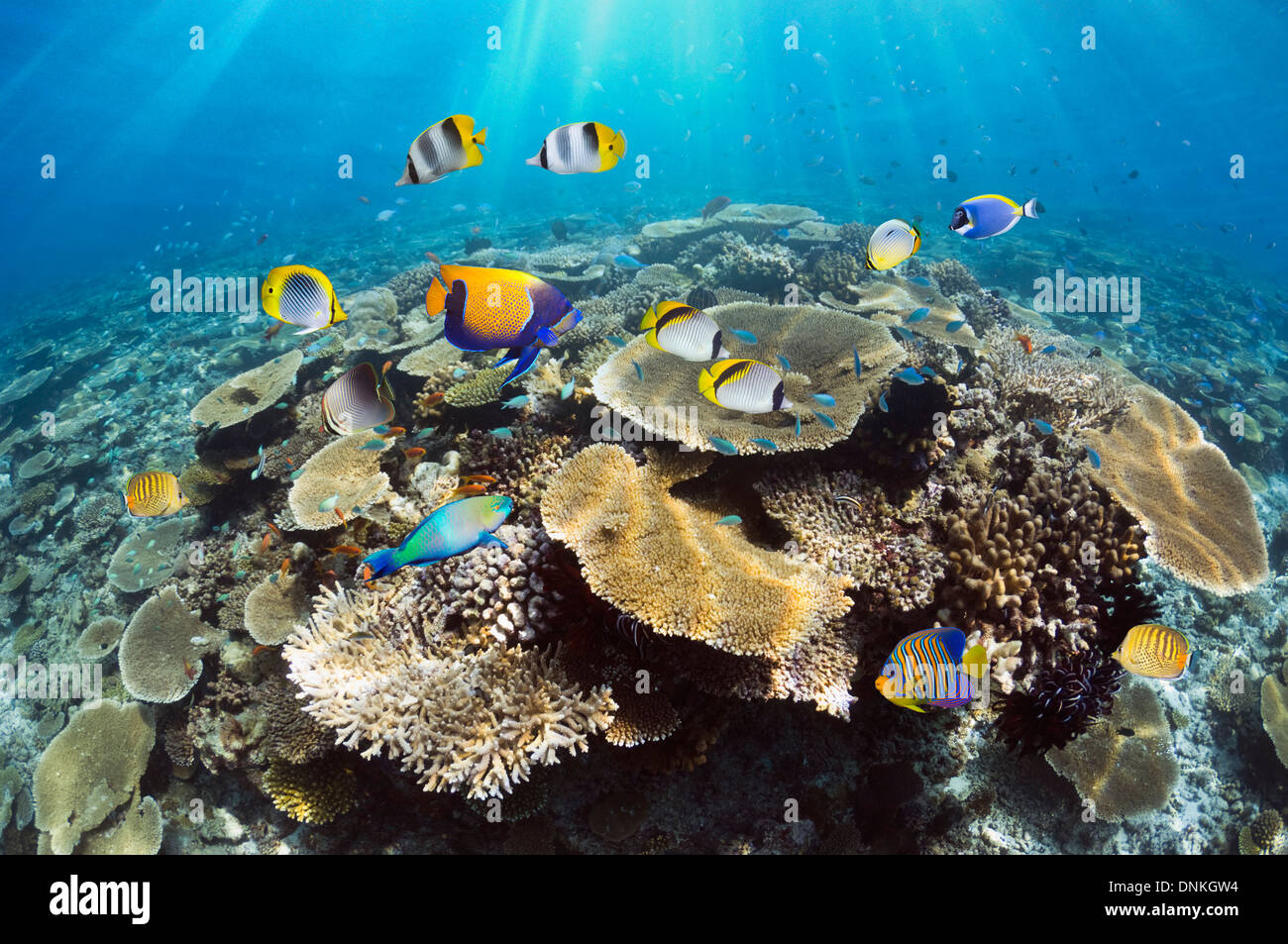 Arrecifes de coral con mesa de corales (Acropora sp.) y peces tropicales. Maldivas. Foto de stock