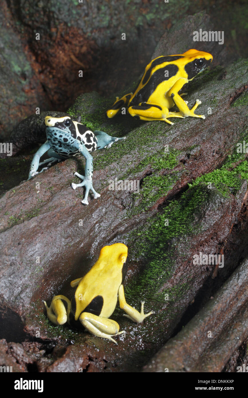 Tres diferentes morfos de color del tinte sapo dardo, Dendrobates tinctorius. Foto compuesta. Foto de stock