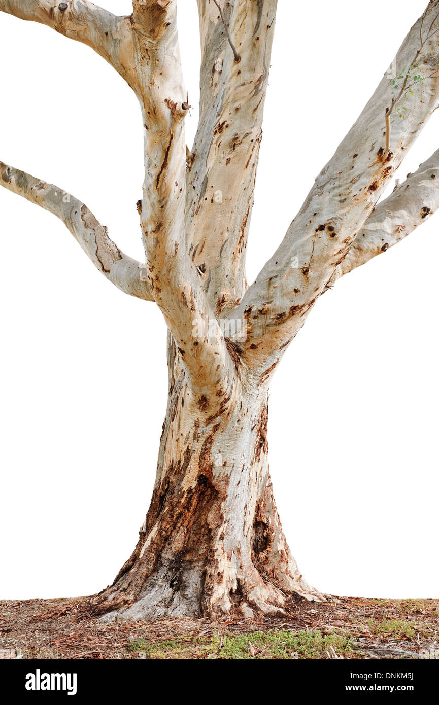 Primer plano del tronco de un árbol aislado en un fondo blanco. Foto de stock
