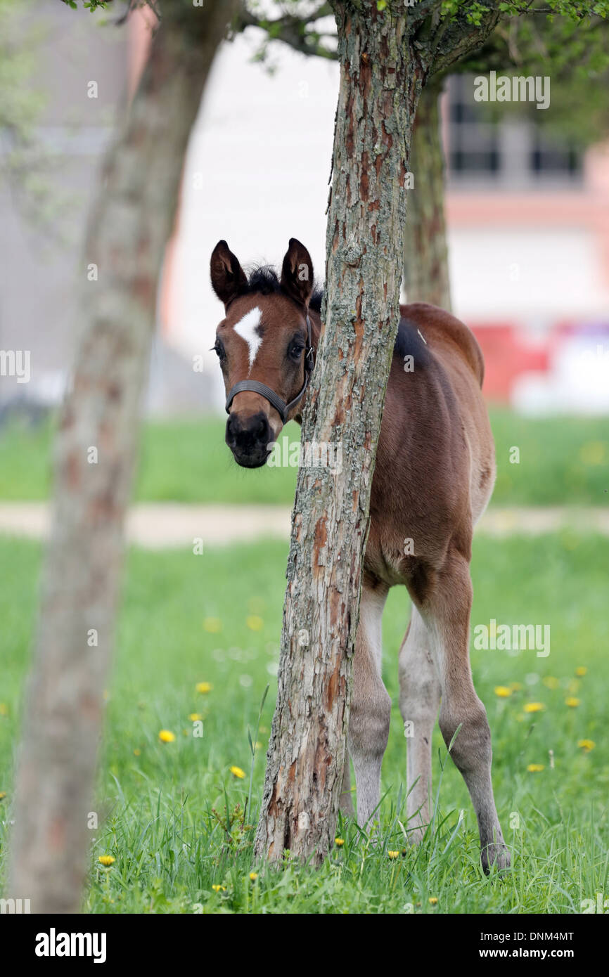 Graditz, Alemania, foal mirando curiosamente desde detrás de un tronco de árbol Foto de stock