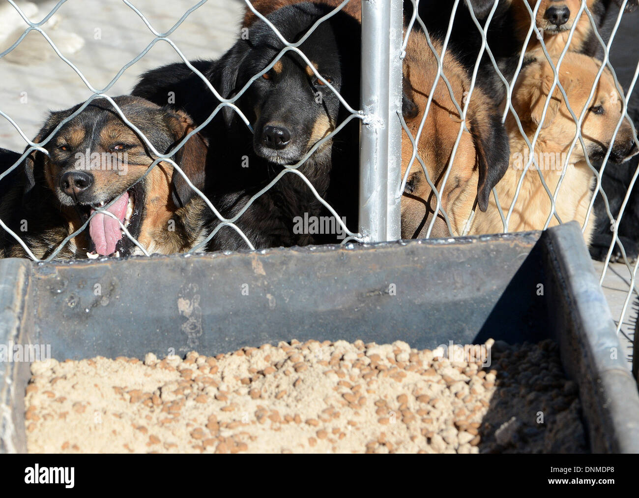 Lhasa, China la Región Autónoma del Tíbet. 2 ene, 2014. Perros en la ciudad centro colectivo de perros callejeros a la espera de ser alimentados en Lhasa, la capital del suroeste de China la Región Autónoma del Tíbet, el 2 de enero, 2013. El centro colectivo, que terminó a fines de 2013, comenzó a tomar en perros callejeros en Lhasa como el Año Nuevo llegó. Más de 600 perros callejeros han sido alojados por el mediodía del jueves. El centro se estableció para evitar la transmisión de enfermedades y proteger a los residentes locales. © Chogo/Xinhua/Alamy Live News Foto de stock