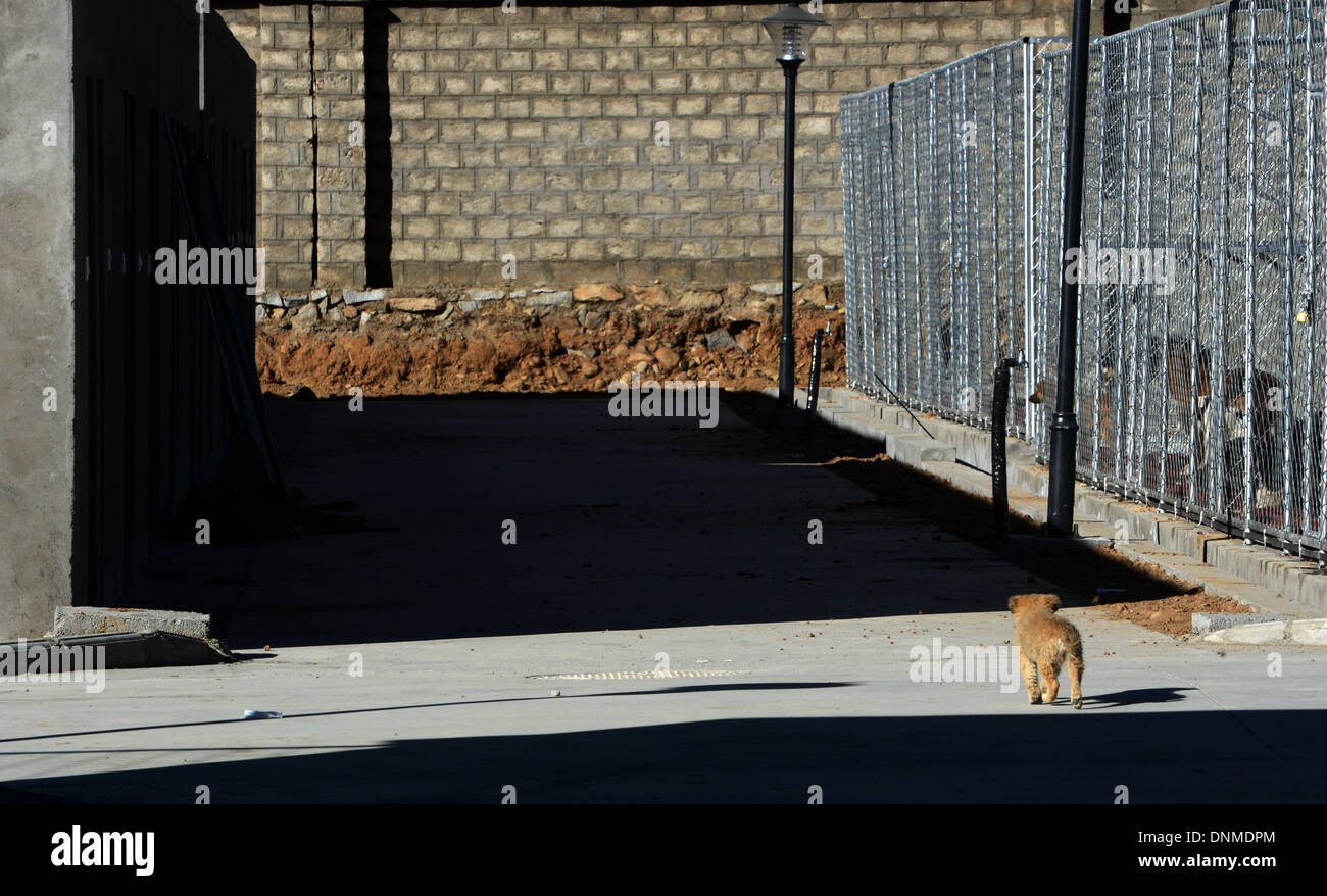Lhasa. 2 ene, 2014. Foto tomada el 2 de enero de 2013 muestra un perro en la ciudad centro colectivo de perros vagabundos en Lhasa, la capital del suroeste de China la Región Autónoma del Tíbet. El centro colectivo, que terminó a fines de 2013, comenzó a tomar en perros callejeros en Lhasa como el Año Nuevo llegó. Más de 600 perros callejeros han sido alojados por el mediodía del jueves. El centro se estableció para evitar la transmisión de enfermedades y proteger a los residentes locales. © Chogo/Xinhua/Alamy Live News Foto de stock
