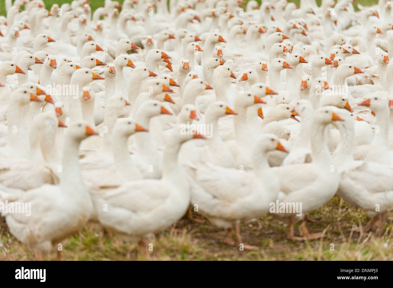 Manada de gansos de Koluda famosos, Polonia Foto de stock